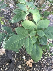 Fraxinus americana