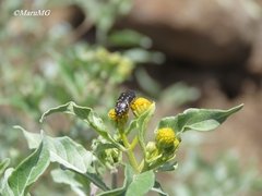 Acmaeodera flavopicta
