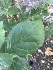 Fraxinus americana