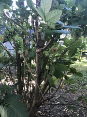 Fraxinus americana