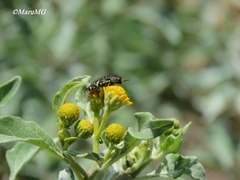 Acmaeodera flavopicta