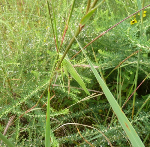 Texas Bush Katydid photo 3
