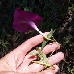 Ipomoea elongata