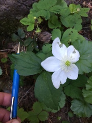 Anemonastrum deltoideum