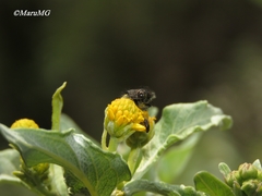 Acmaeodera flavopicta