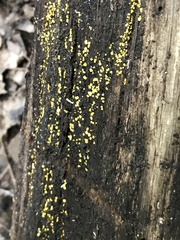 Chlorosplenium
