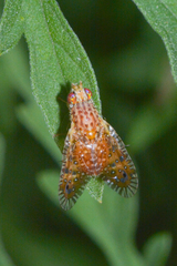 Paracantha culta
