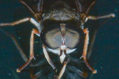 Tabanus petiolatus