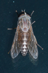 Tabanus petiolatus