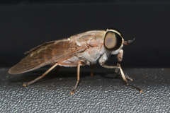Tabanus petiolatus