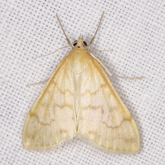 Hahncappsia pergilvalis