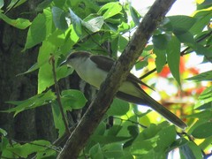 Coccyzus erythropthalmus