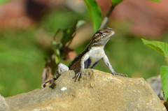 Sceloporus variabilis