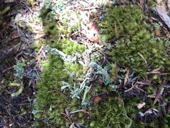 Cladonia sulphurina