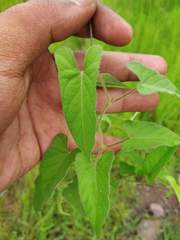 Ipomoea eriocarpa