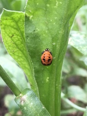 Harmonia axyridis