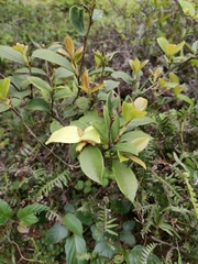 Camellia brevistyla