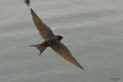 Hirundo rustica