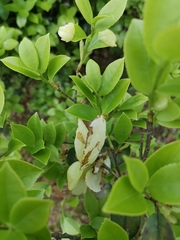 Camellia brevistyla