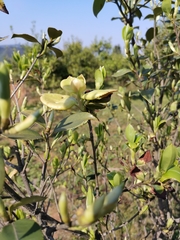 Camellia brevistyla