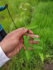 Ipomoea eriocarpa