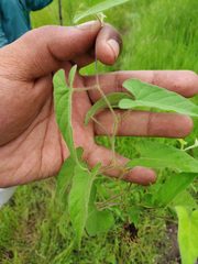 Ipomoea eriocarpa