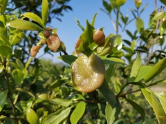 Camellia brevistyla