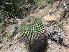 Mammillaria gigantea