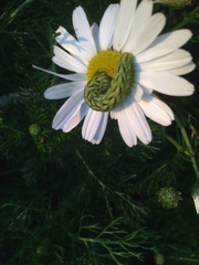 Cucullia chamomillae