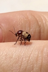 Cryptocephalus irroratus