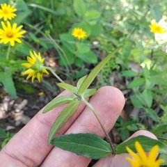 Melampodium montanum