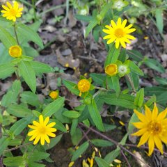 Melampodium montanum