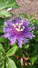 Passiflora