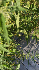 Ambrosia ambrosioides