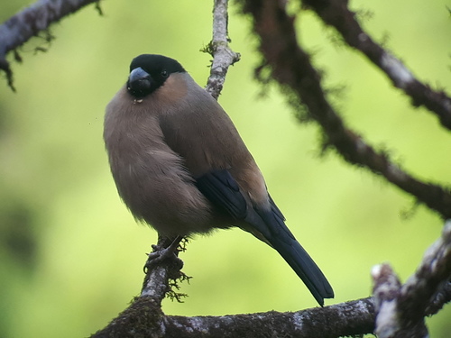Azores Bullfinch