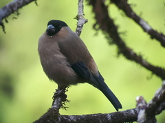 Pyrrhula murina