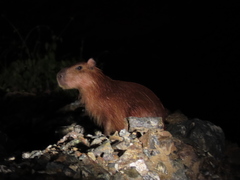 Hydrochoerus isthmius