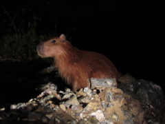 Hydrochoerus isthmius