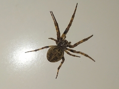 Larinioides sclopetarius