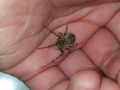 Larinioides sclopetarius