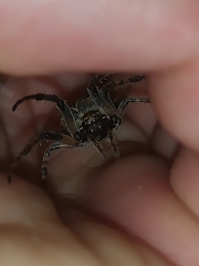 Larinioides sclopetarius