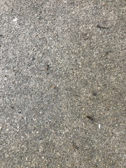 Camponotus