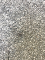 Camponotus