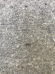 Camponotus