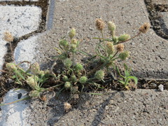Plantago arenaria