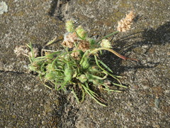 Plantago arenaria