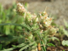 Plantago arenaria