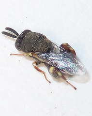 Brachymeria podagrica