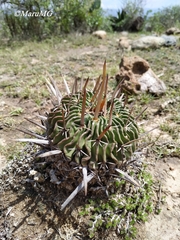 Echinofossulocactus dichroacanthus