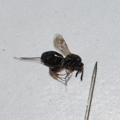 Monodontomerinae